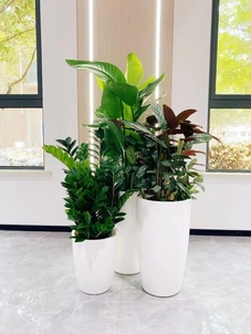 宁波镇海专业花卉租赁，让绿植焕发生机